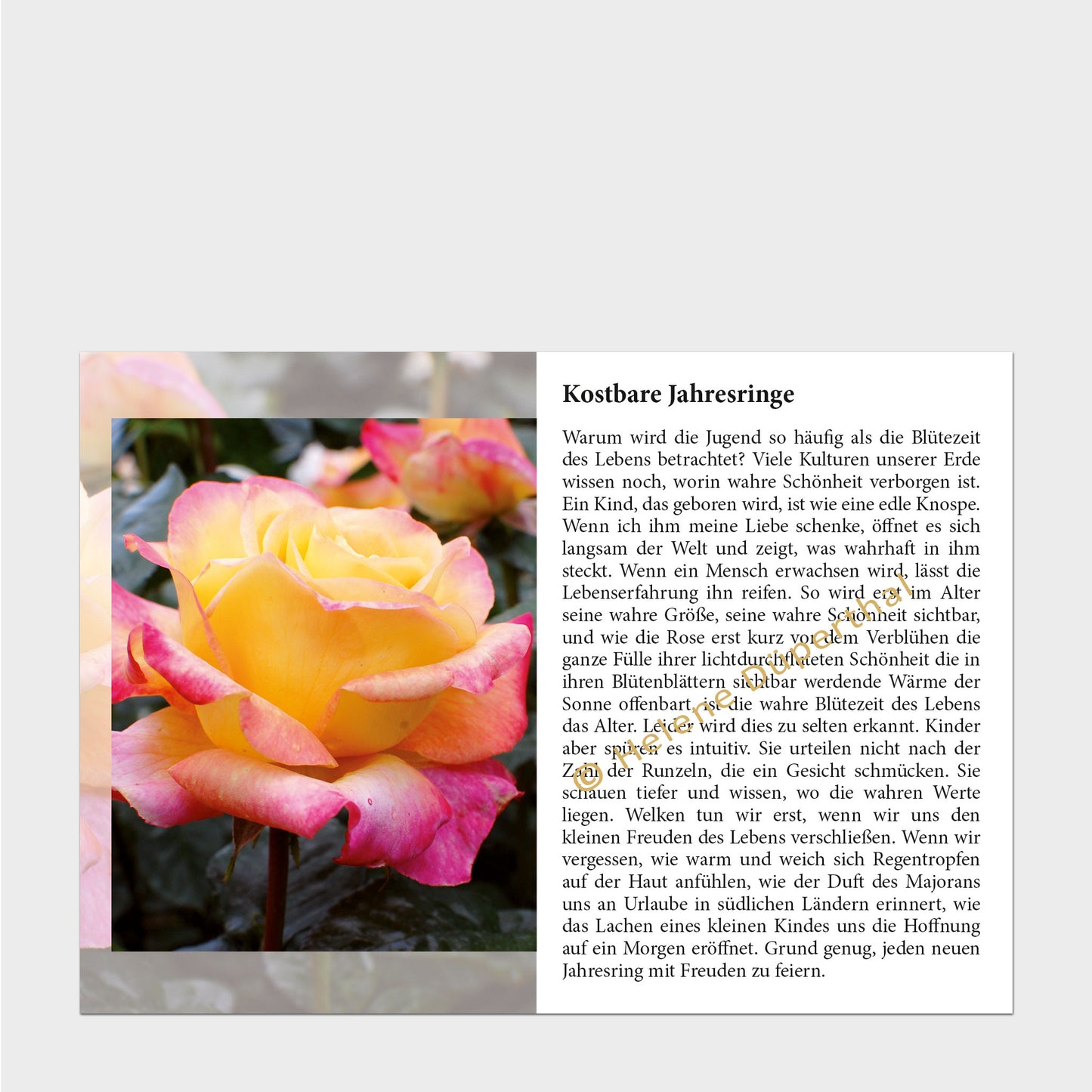Eine gelb-rosa blühende Rose und daneben eine Geschichte